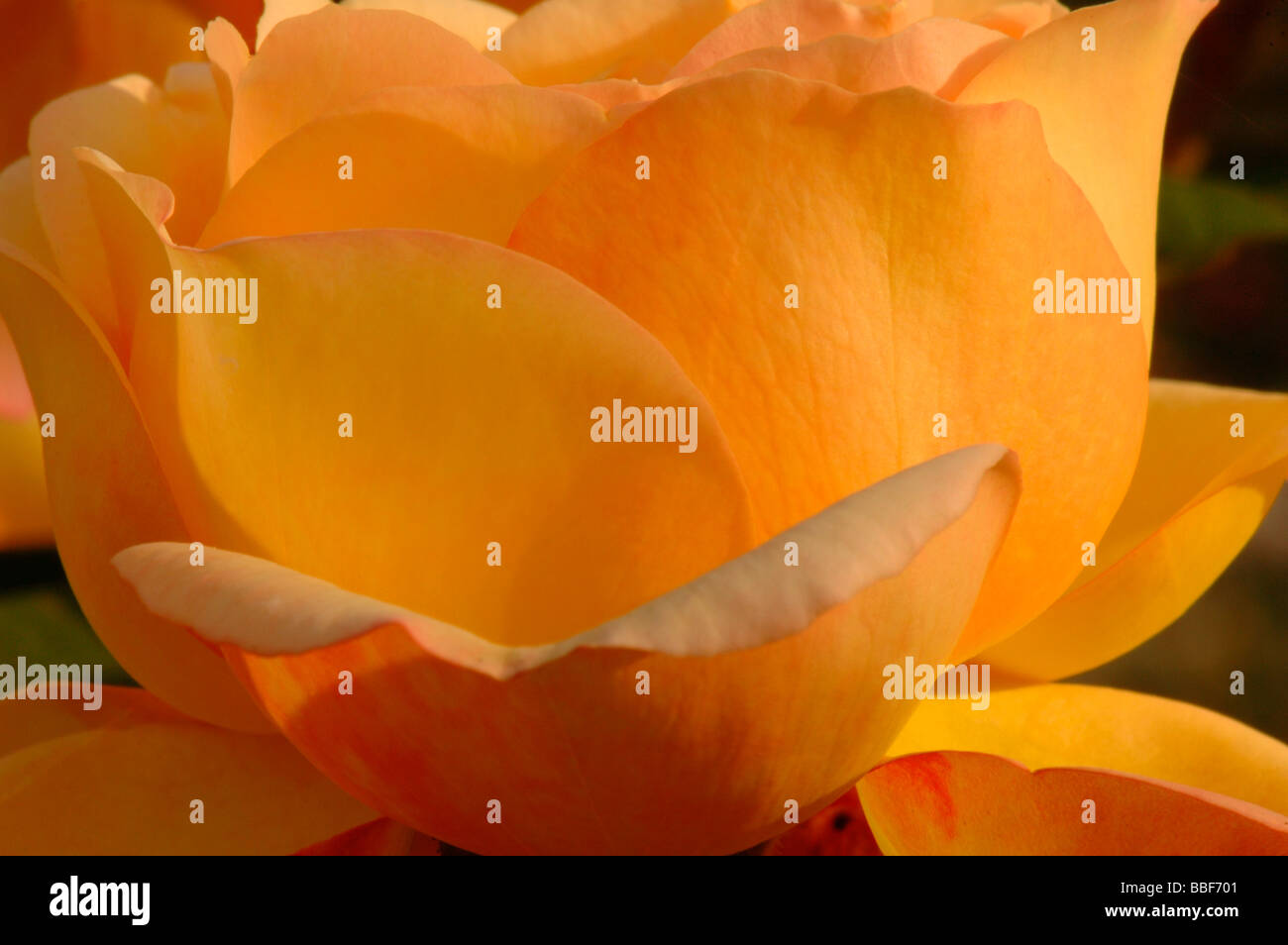 Rare rose hi-res stock photography and images - Alamy