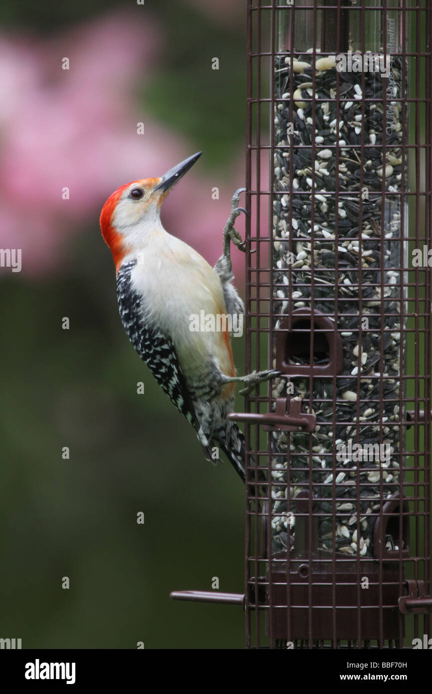 Woodpecker Bird Feeder Stock Photos Woodpecker Bird Feeder Stock