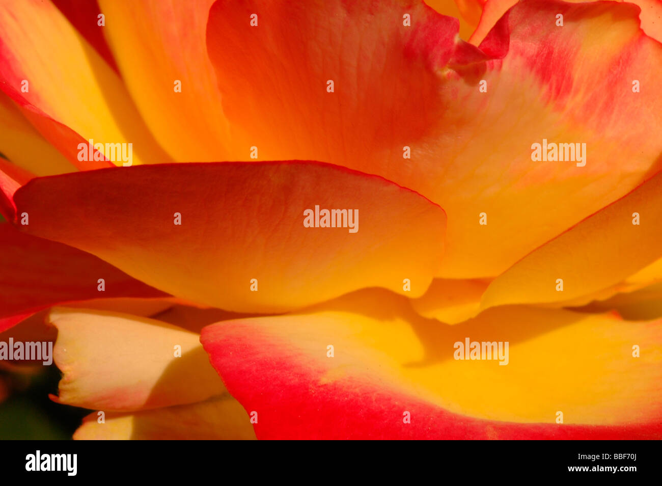 Yellow rose with orange tips hires stock photography and images Alamy