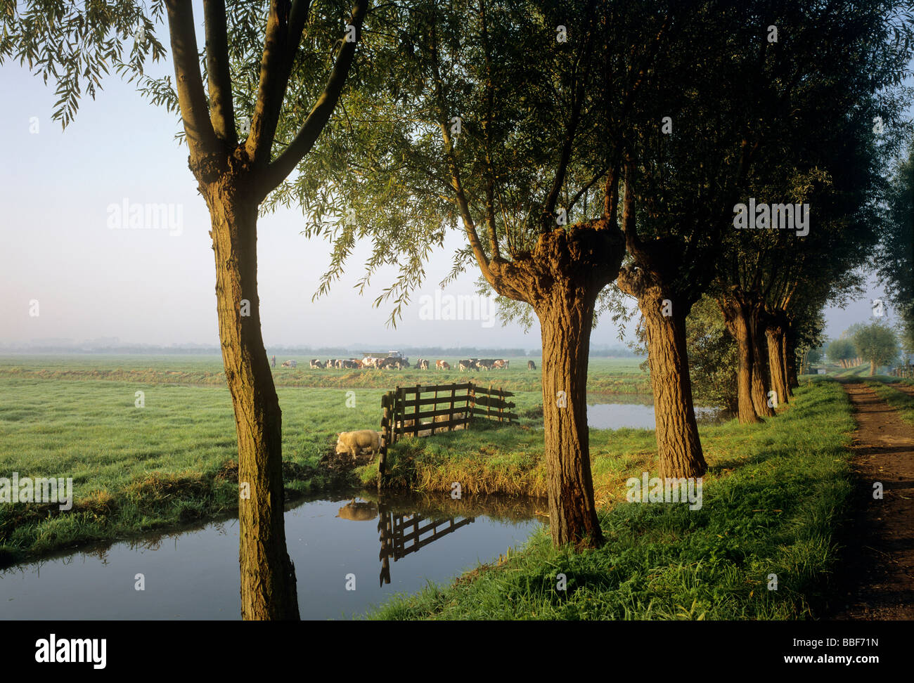 grassland polder landscape near village of haastrecht holland Stock Photo