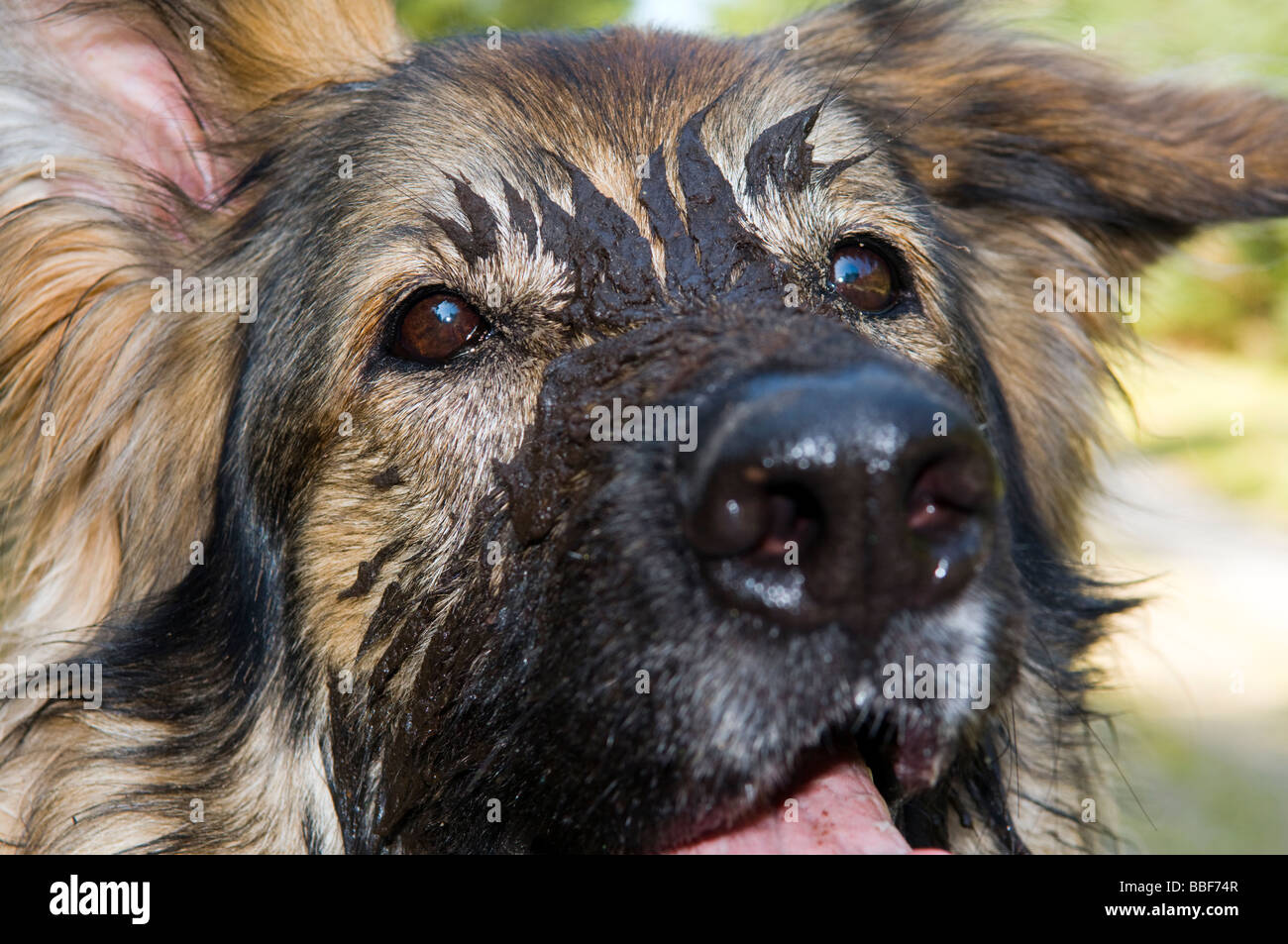 German Shepherd dog with face plastered in mud taken on forest walk near Bonar Bridge Scotland Stock Photo