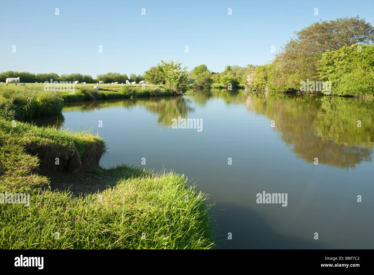 Upper reaches of the River Thames near Stanton Harcourt Oxfordshire UK Stock Photo