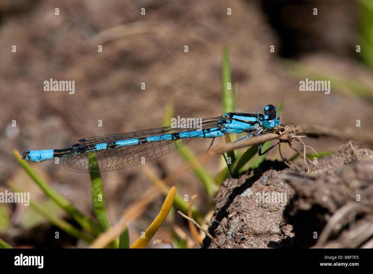 Common Blue Damselfly, Enallagma cyathigerum, resting on the ground Stock Photo