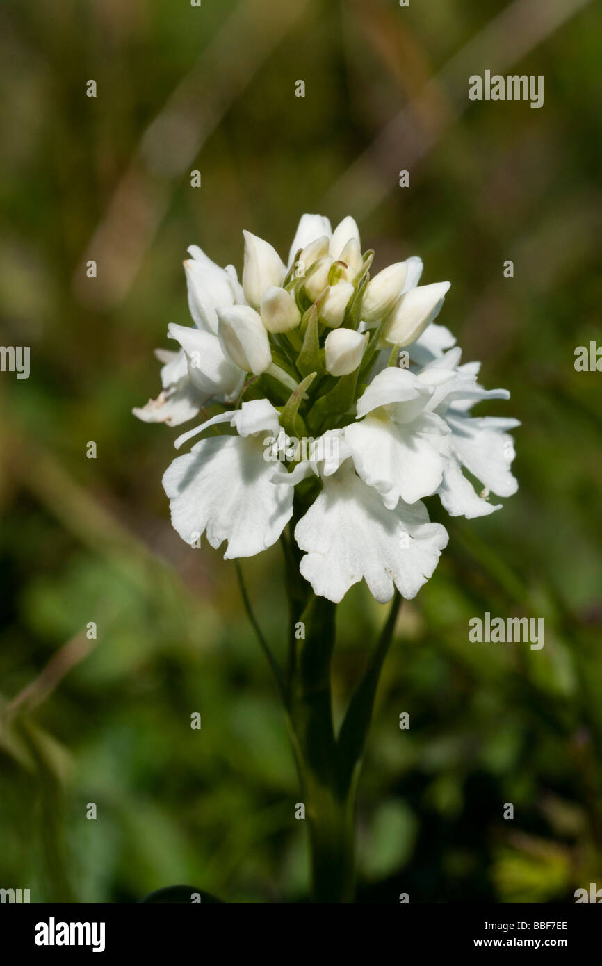 White sport of the Common Spotted orchid, Dactylorhiza fushsii Stock Photo