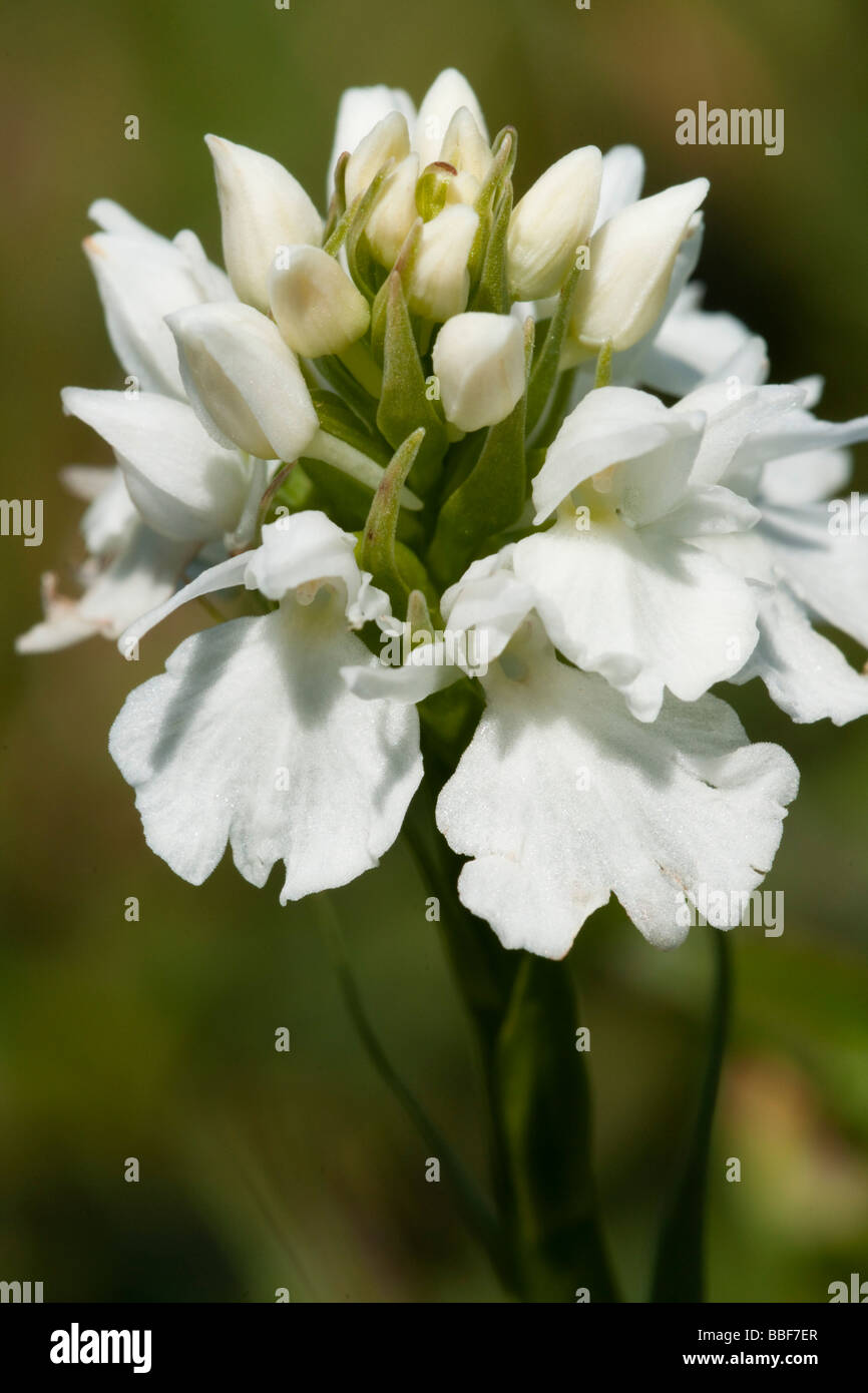 White sport of the Common Spotted orchid, Dactylorhiza fushsii Stock Photo
