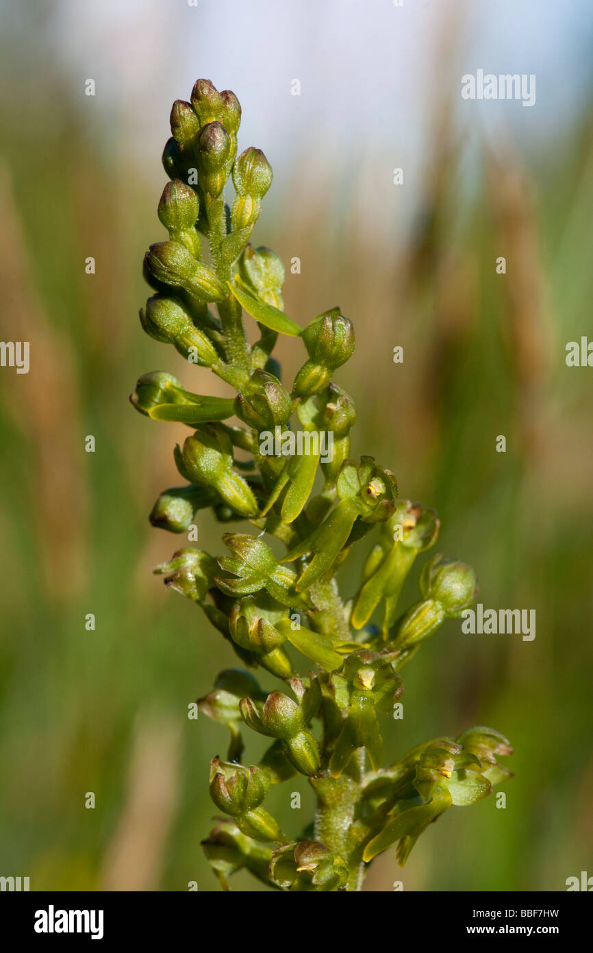 Twayblade, Listera ovata, orchid in Spring Stock Photo