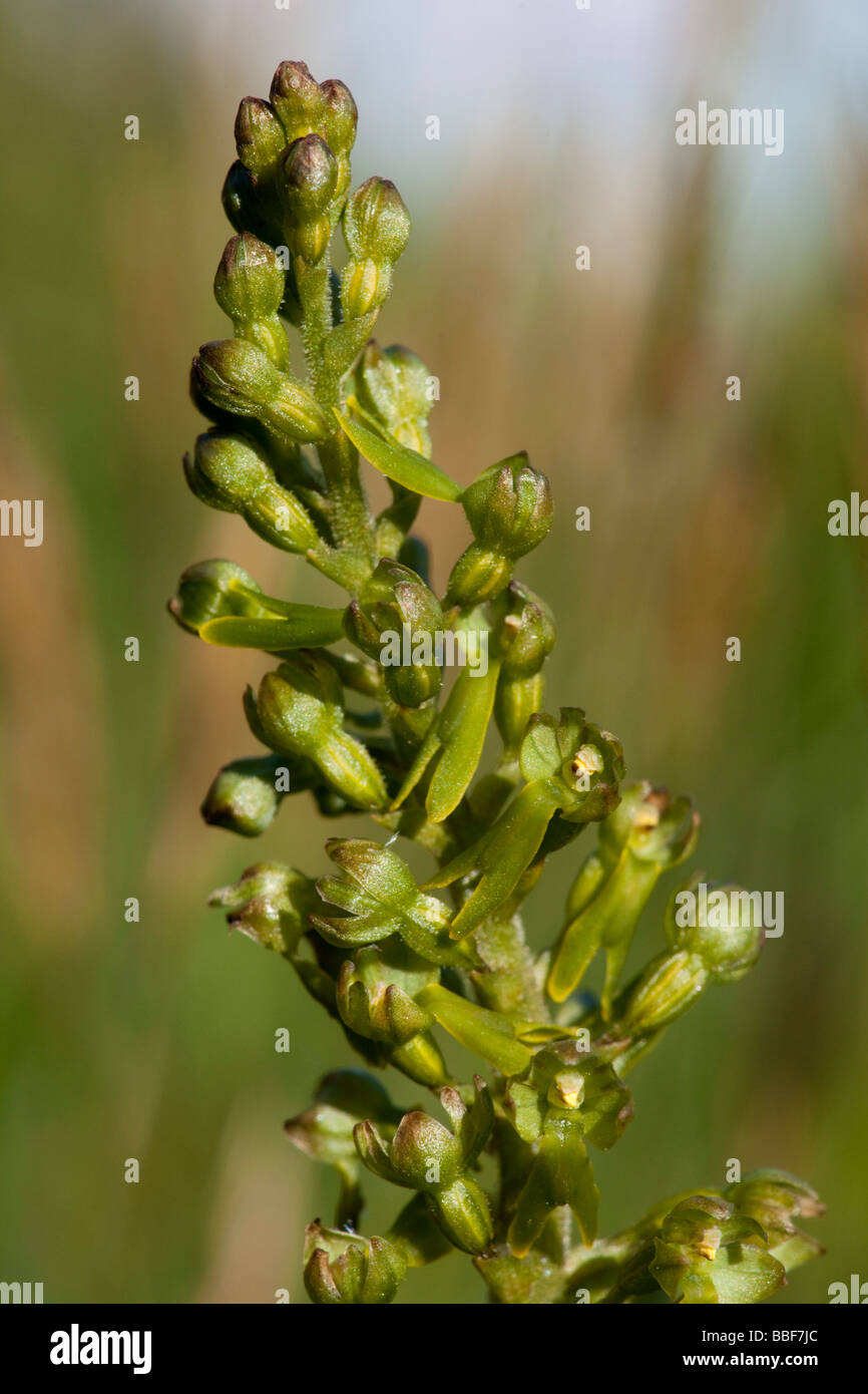 Twayblade, Listera ovata, orchid in Spring Stock Photo