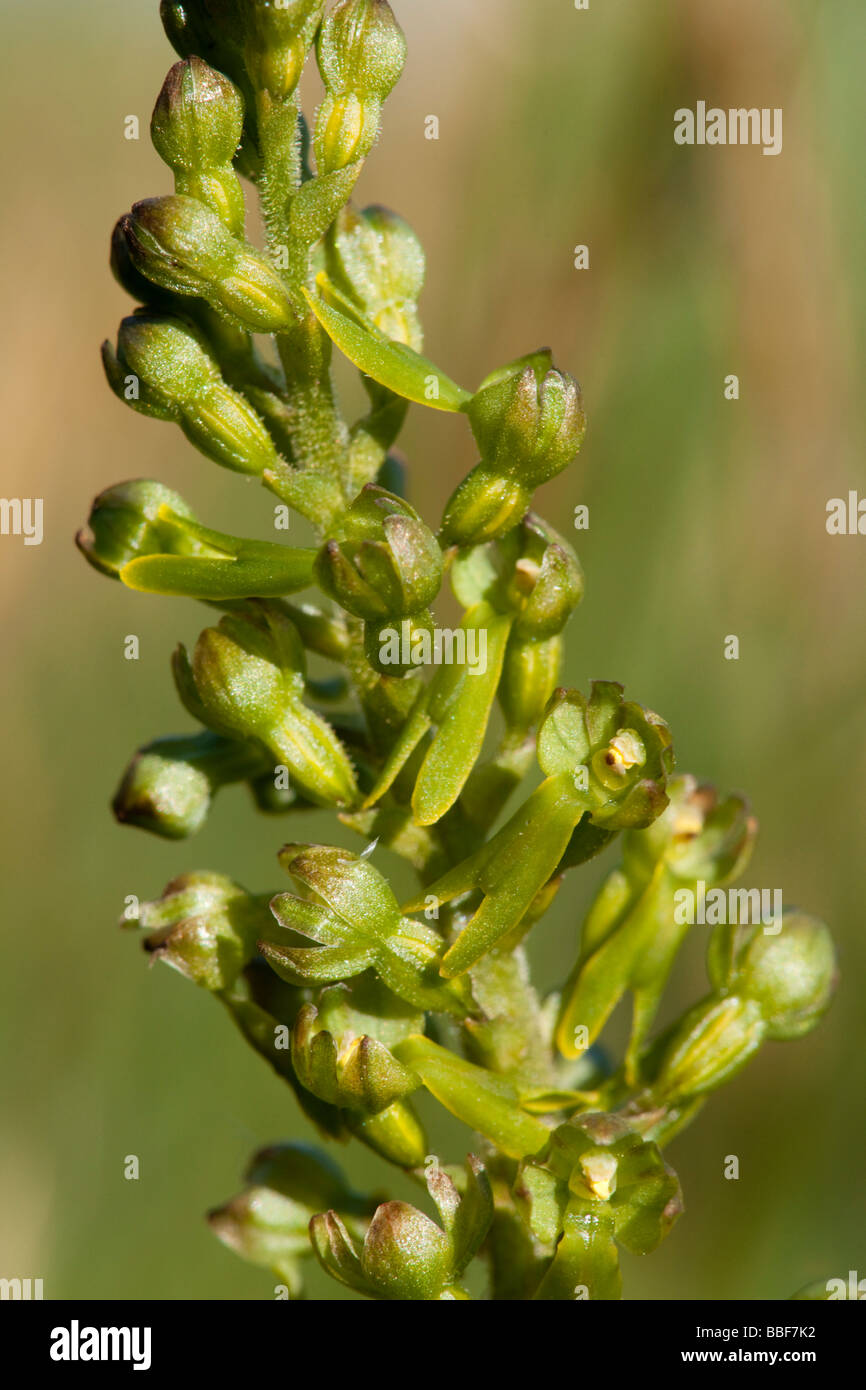 Twayblade, Listera ovata, orchid in Spring Stock Photo