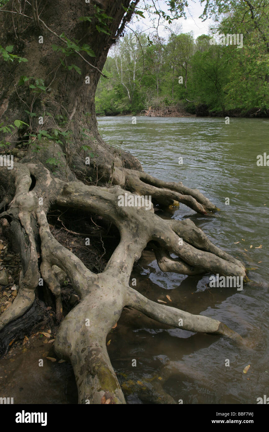 Sycamore tree root Big Darby river Ohio Stock Photo Alamy