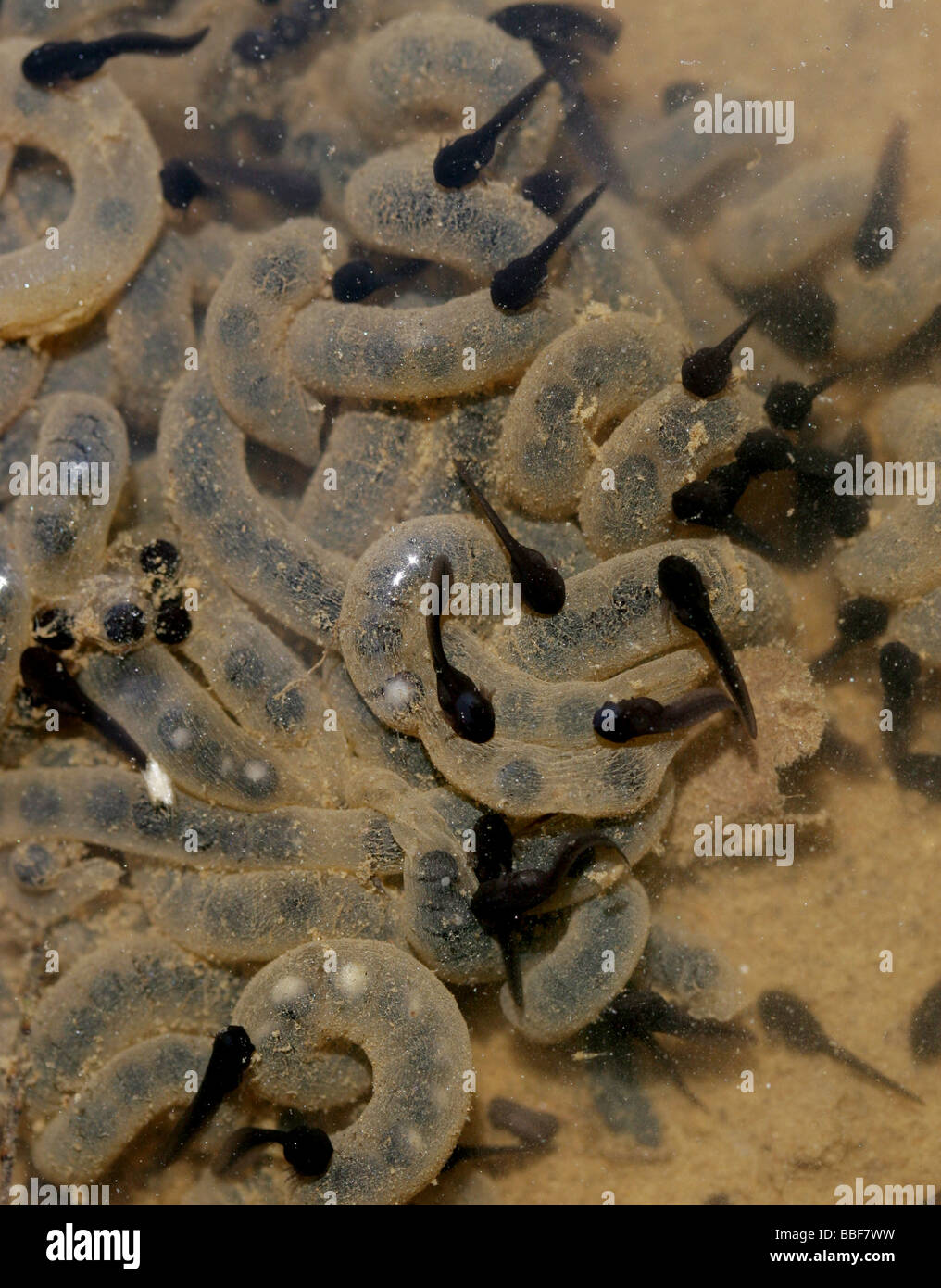 american toad eggs tadpoles Stock Photo