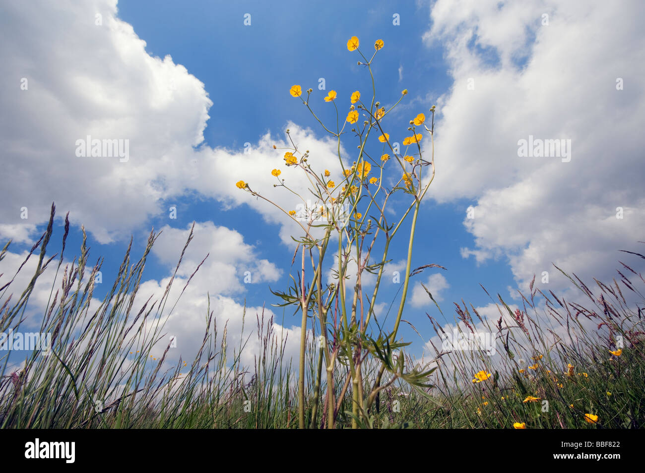 Ranunculus acris, Meadow buttercup, tall buttercup and blue sky Stock Photo