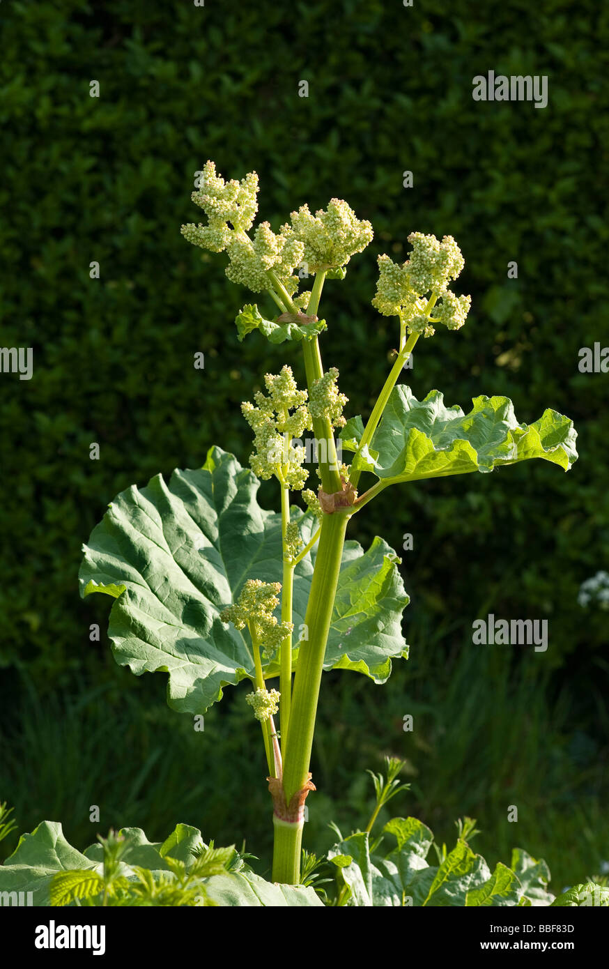 Rhubarb flowering before seeding Stock Photo
