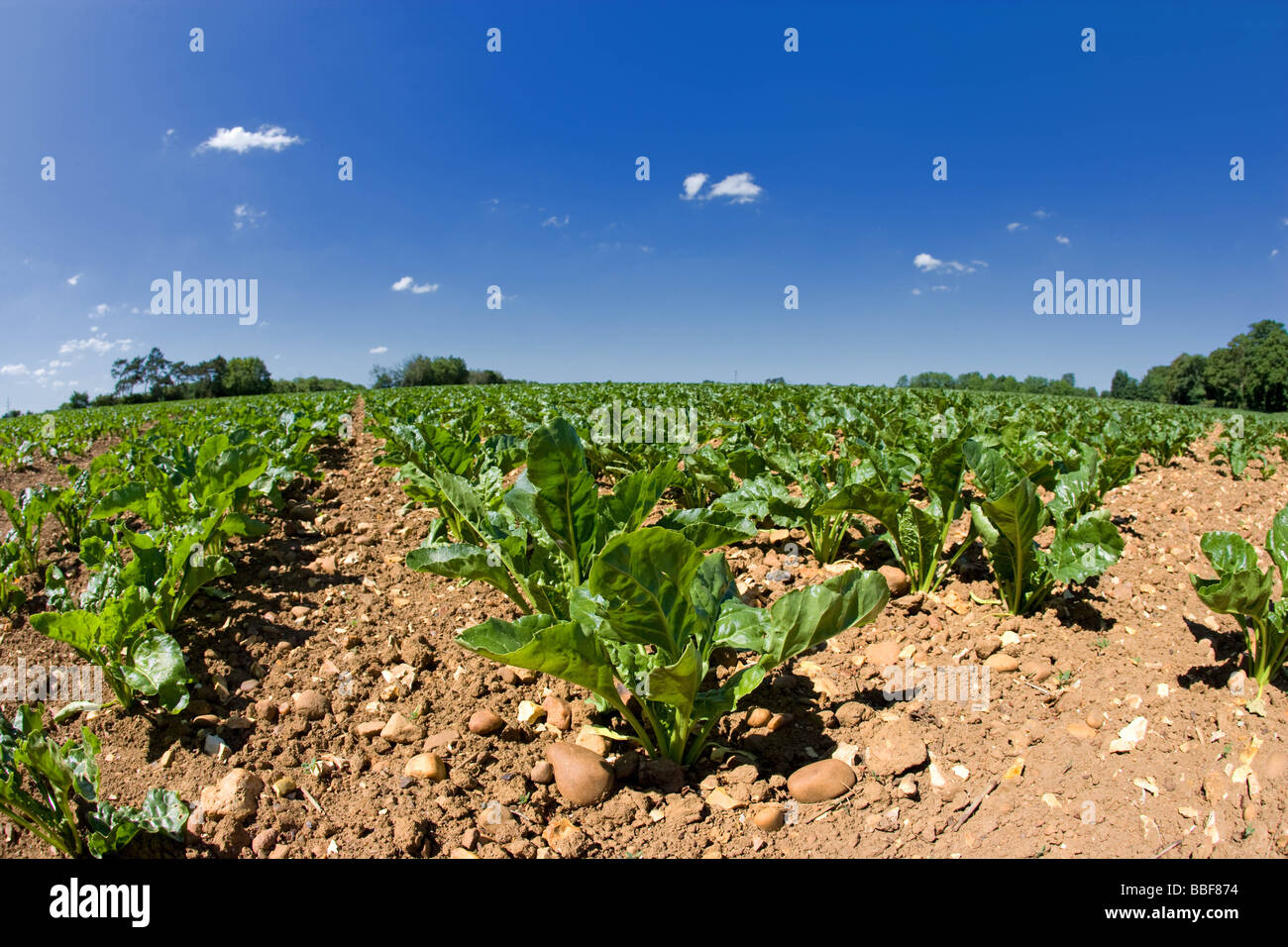 Young Sugar Beet Plants Stock Photo Alamy