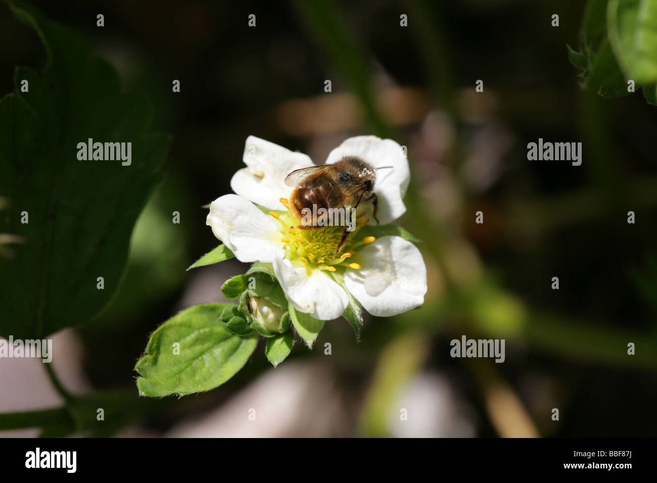 Honey Bee Pollinating a strawberry flower in a garden Cheshire England