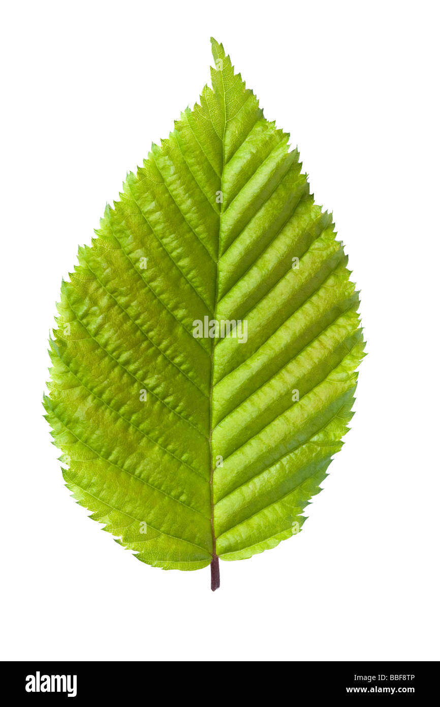 Leaf from hornbeam, Carpinus betulus. UK. Stock Photo