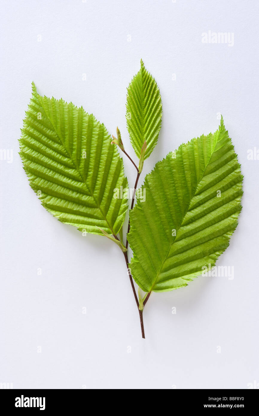 Leaves from hornbeam tree, Carpinus betulus. Stock Photo