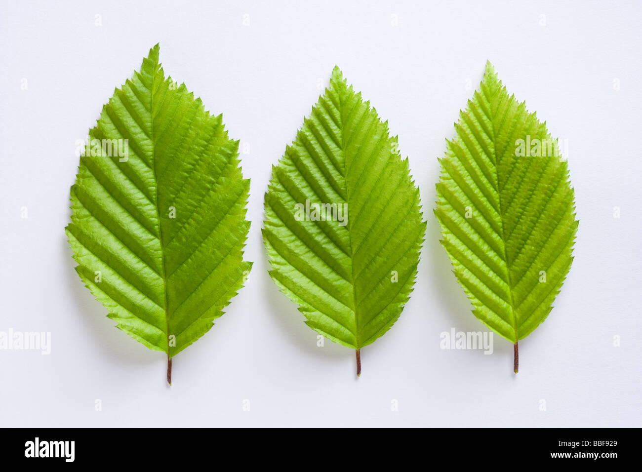 Leaves from hornbeam tree, Carpinus betulus. Stock Photo