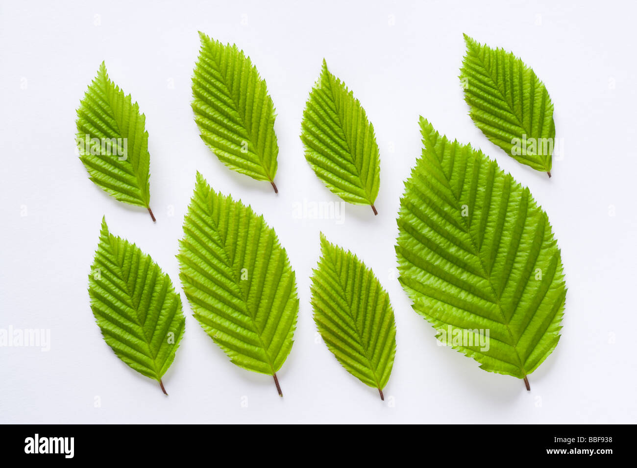 Leaves from hornbeam tree, Carpinus betulus. Stock Photo