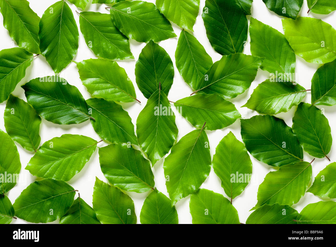Beech leaves. Fagus sylvatica. UK Stock Photo