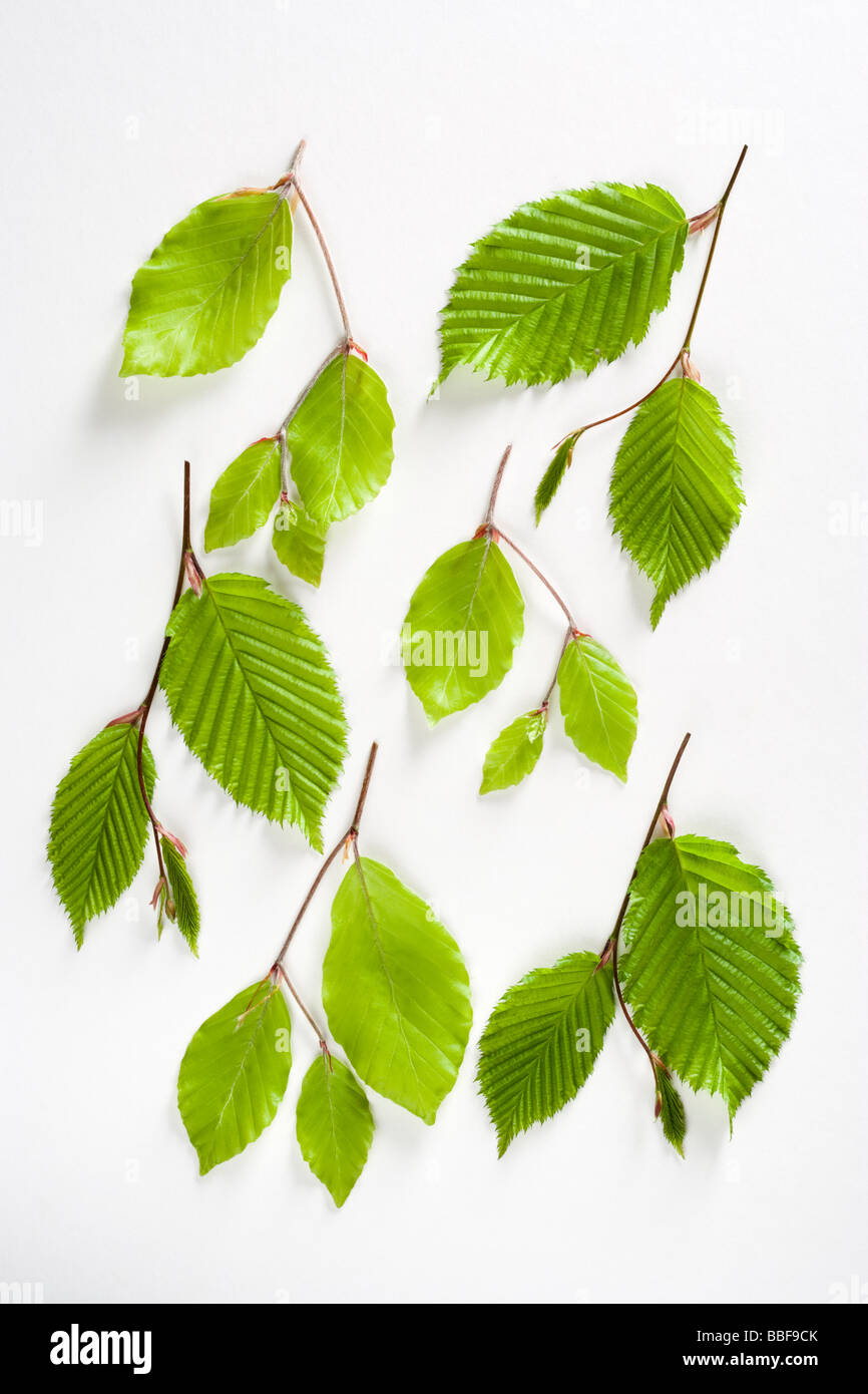 Spring leaves of beech (Fagus sylvatica) and hornbeam (Carpinus betulus). Hornbeam leaves have more strongly visible veins. UK. Stock Photo