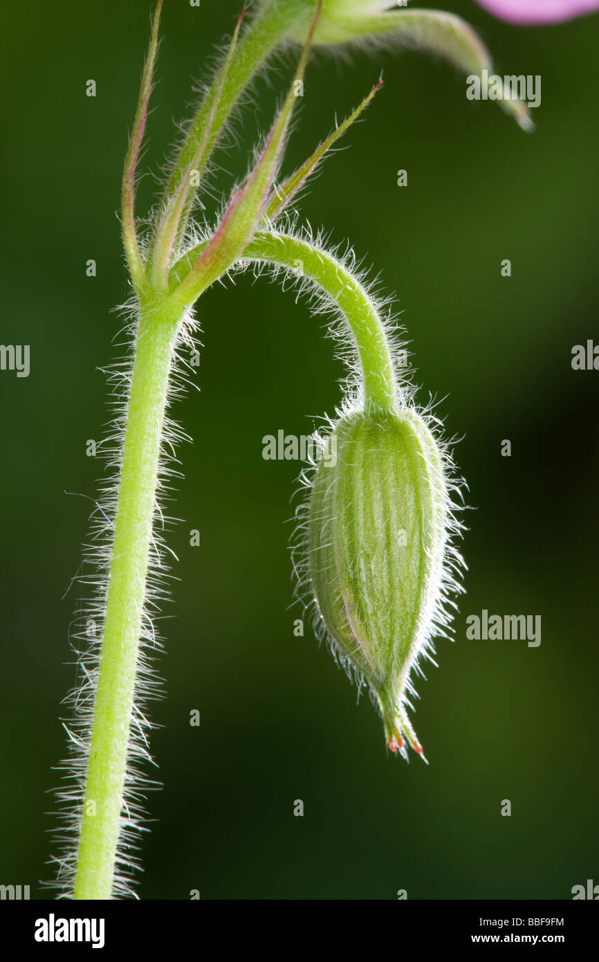 Bud of geranium (hardy geranium). Genus Geranium. UK garden. Stock Photo