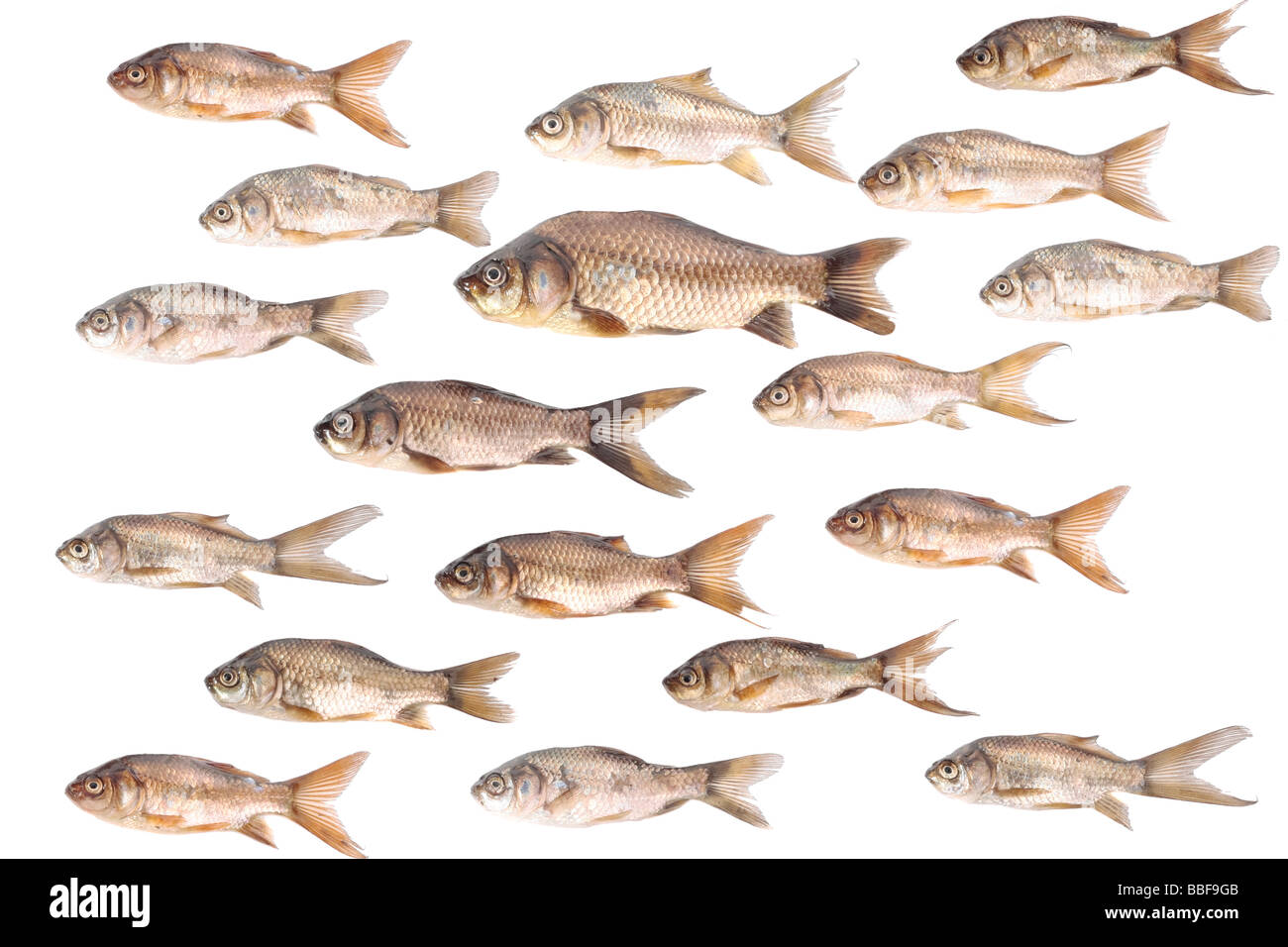 Many carp fish fish isolated over white background Stock Photo
