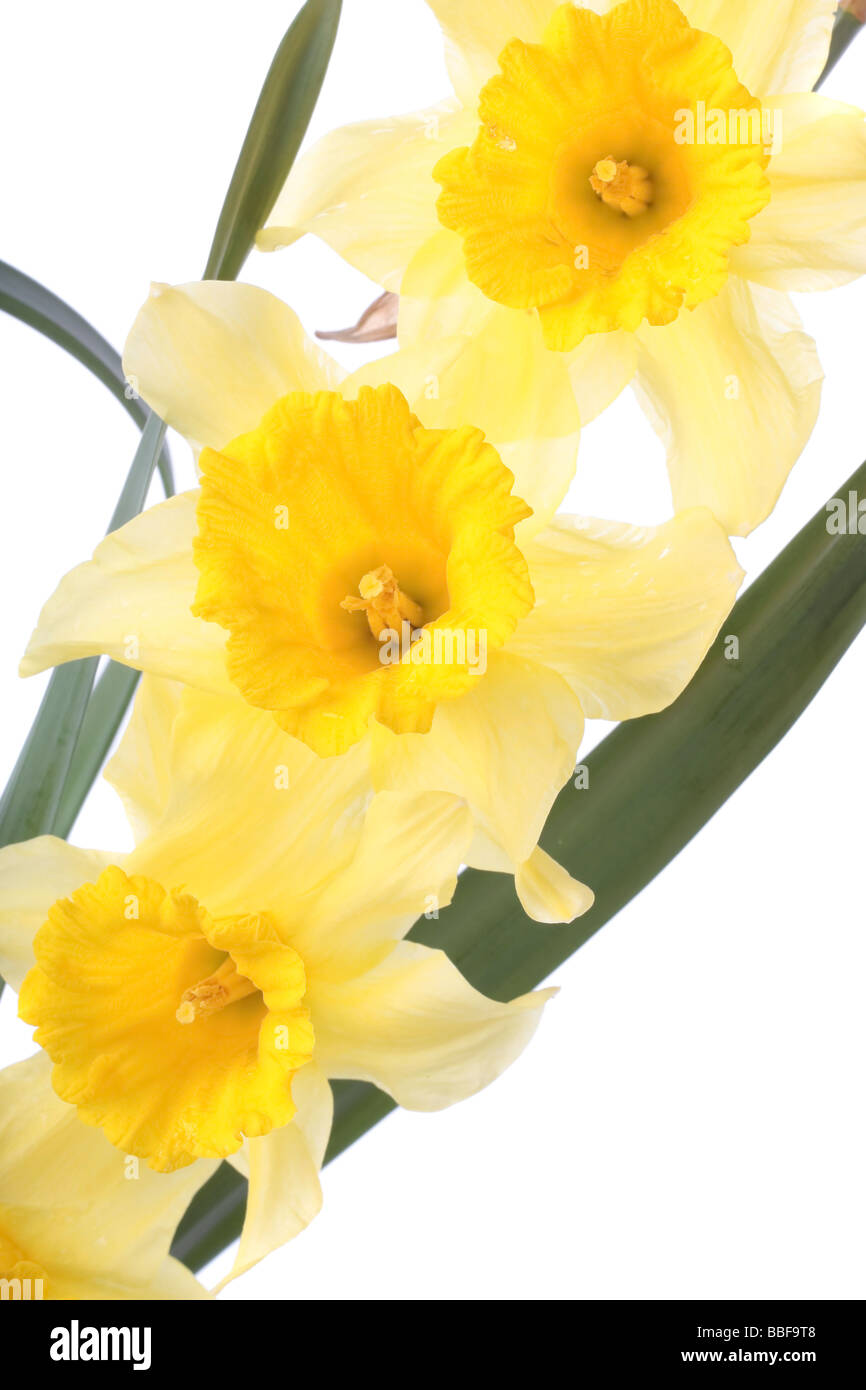 Spring flowers isolated over white background Stock Photo - Alamy