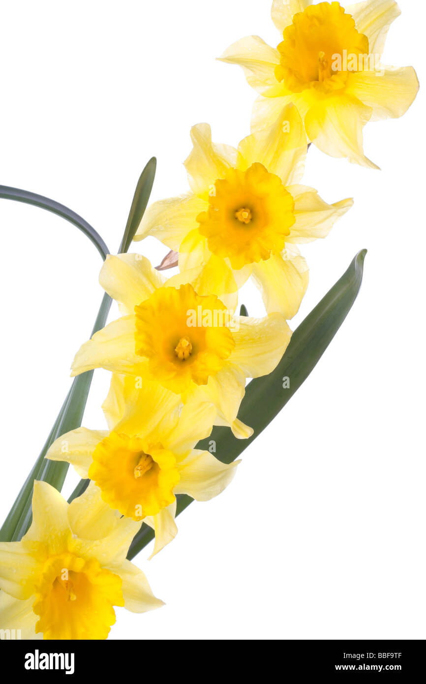 Spring flowers isolated over white background Stock Photo - Alamy