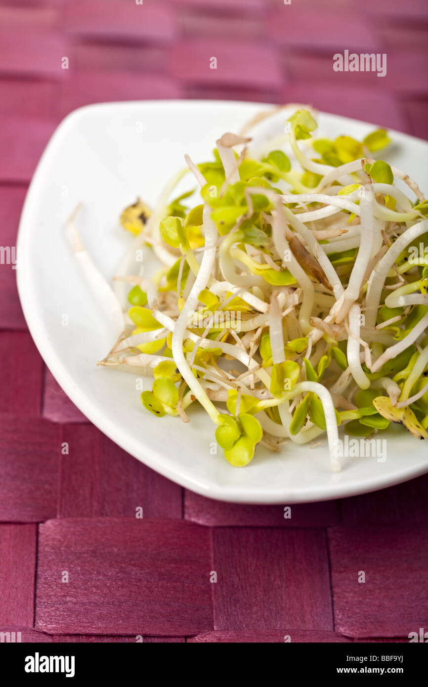 salad sprouts on a white plate Stock Photo