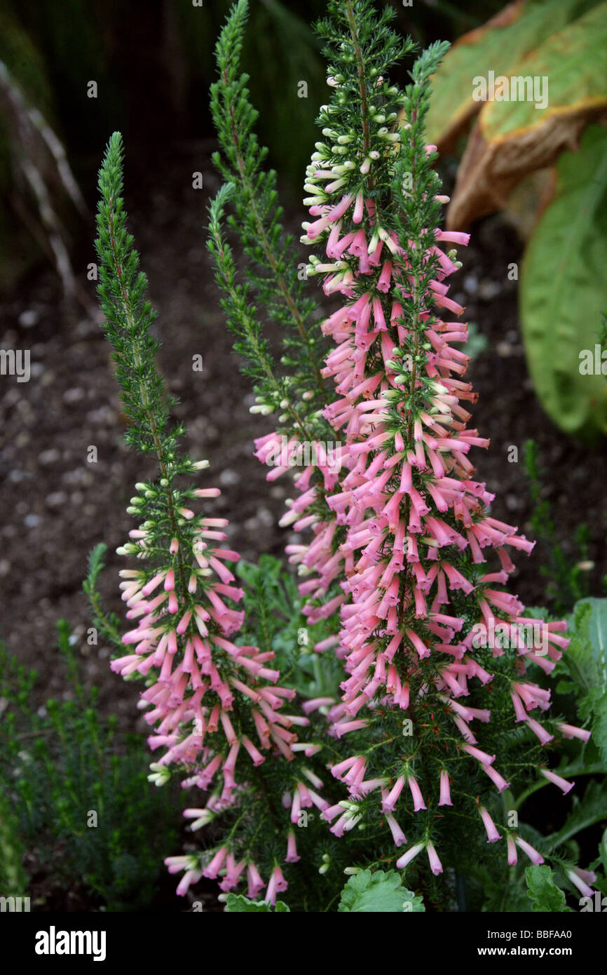 Heather, Erica Helene, Ericaceae, South Africa Stock Photo