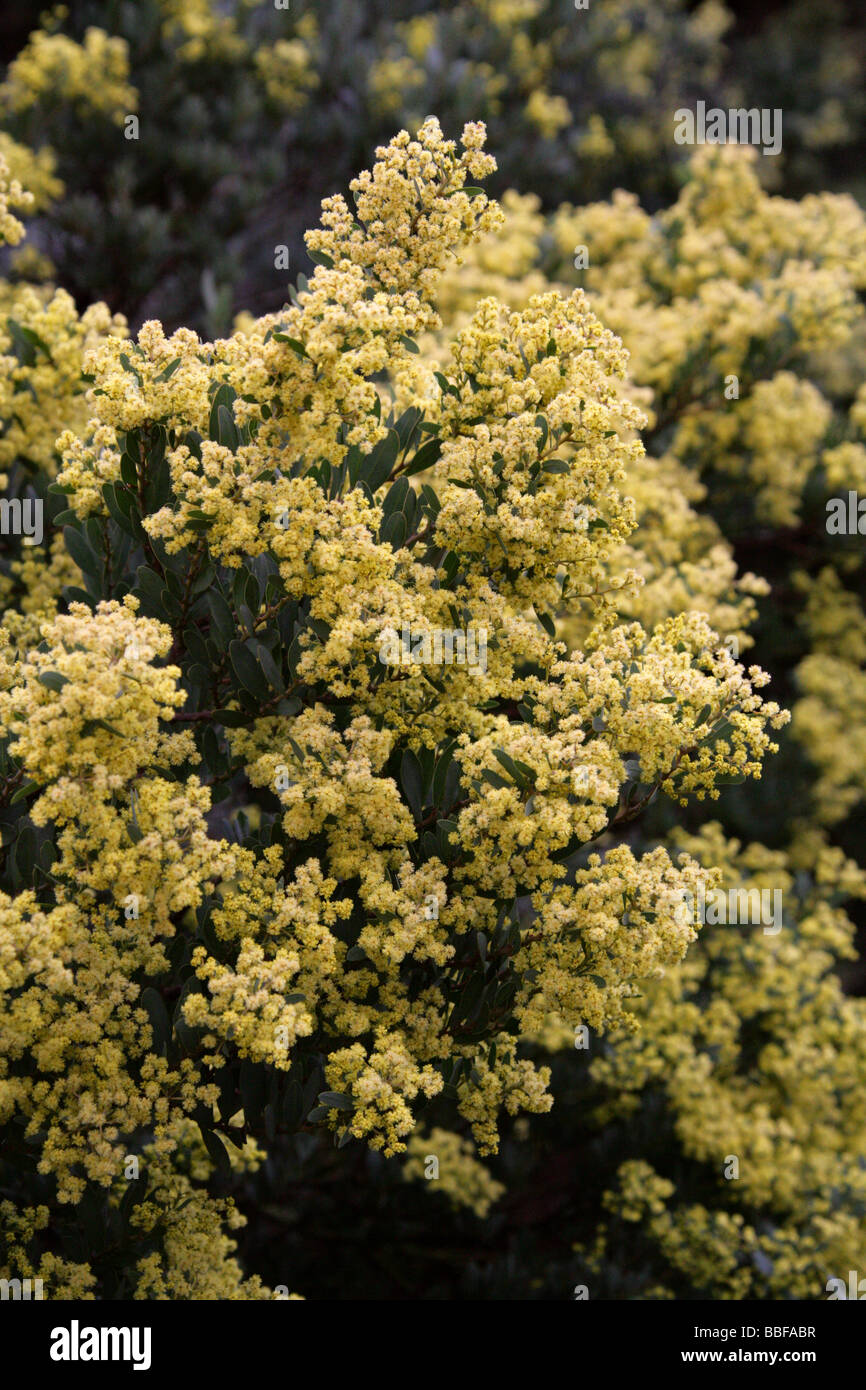 Genista hystrix subsp. legionensis, Fabaceae, Spain, Europe Stock Photo