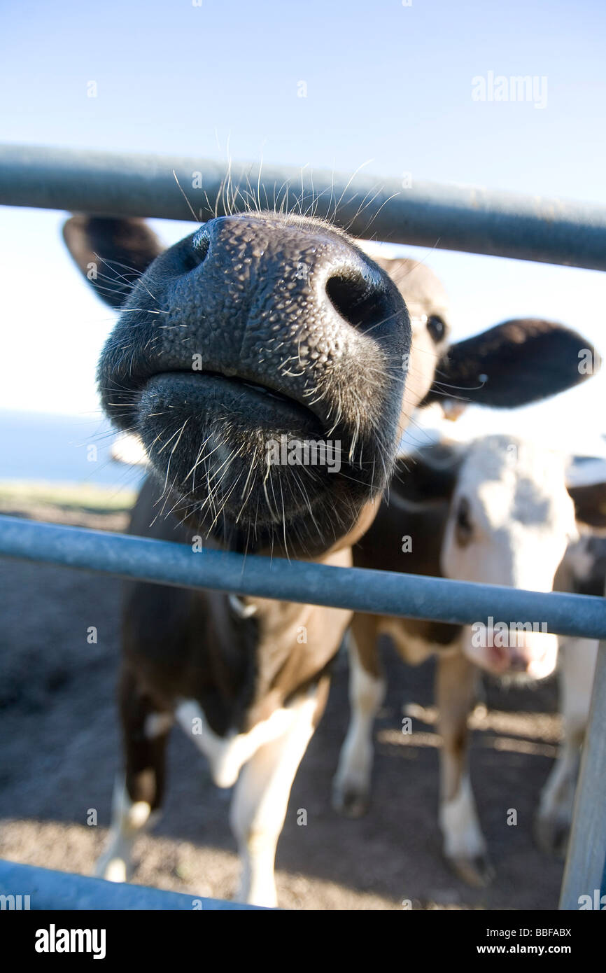 Pokeing hi-res stock photography and images - Alamy