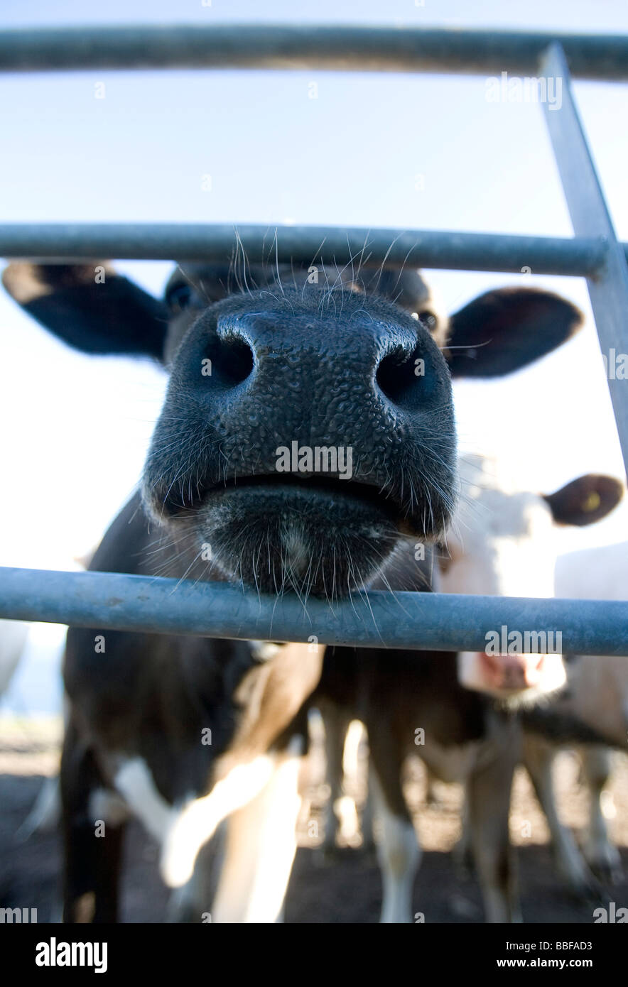A wet cows nose on a sunny day pokeing through a gate Stock Photo