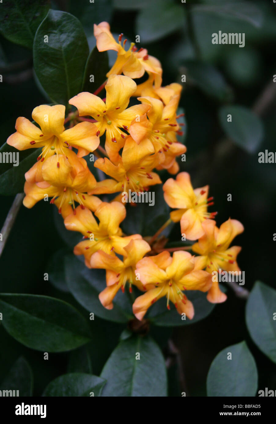 Vireya Rhododendron, Rhododendron macgregoriae, Ericaceae, New Guinea Stock Photo