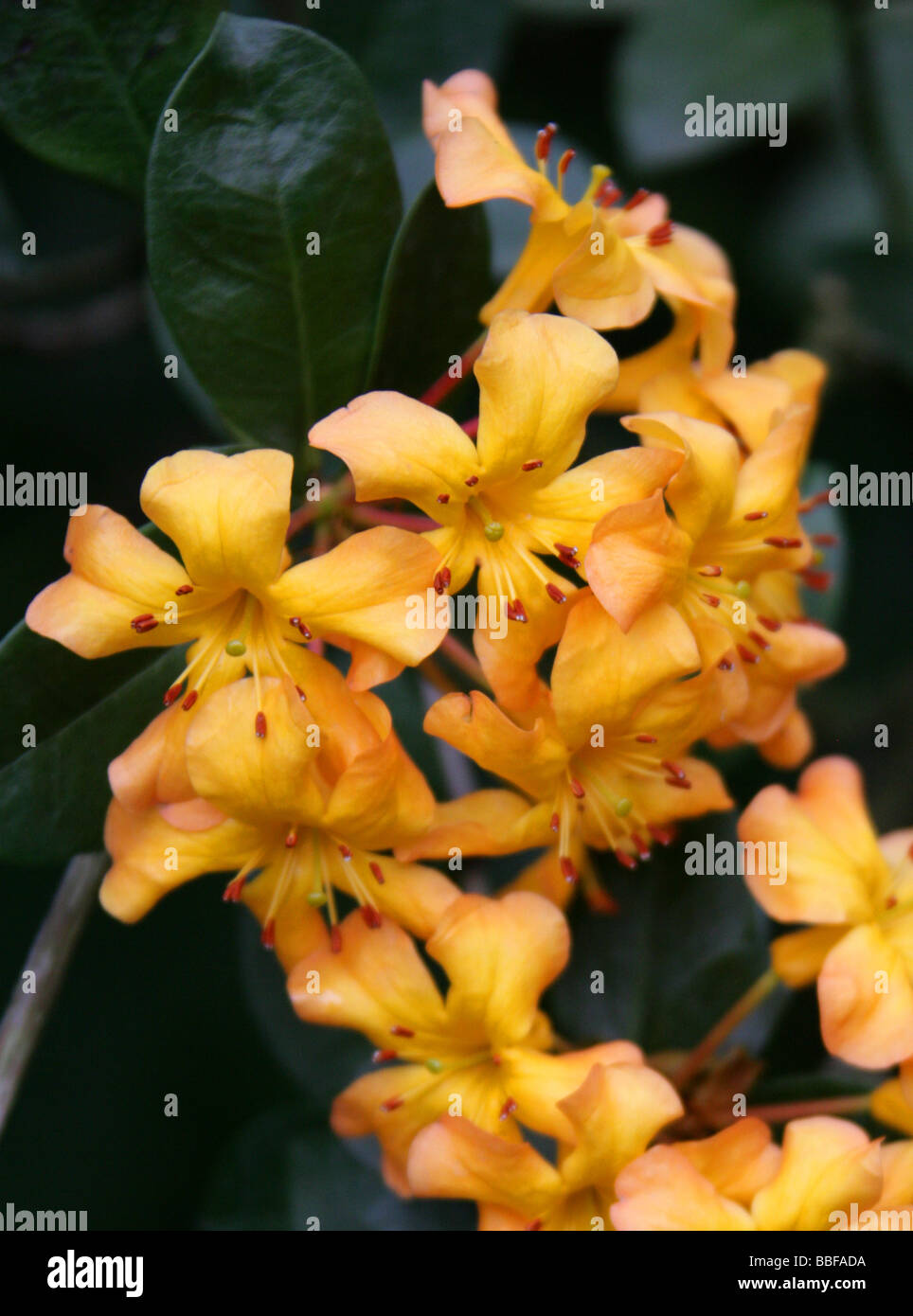 Vireya Rhododendron, Rhododendron macgregoriae, Ericaceae, New Guinea Stock Photo