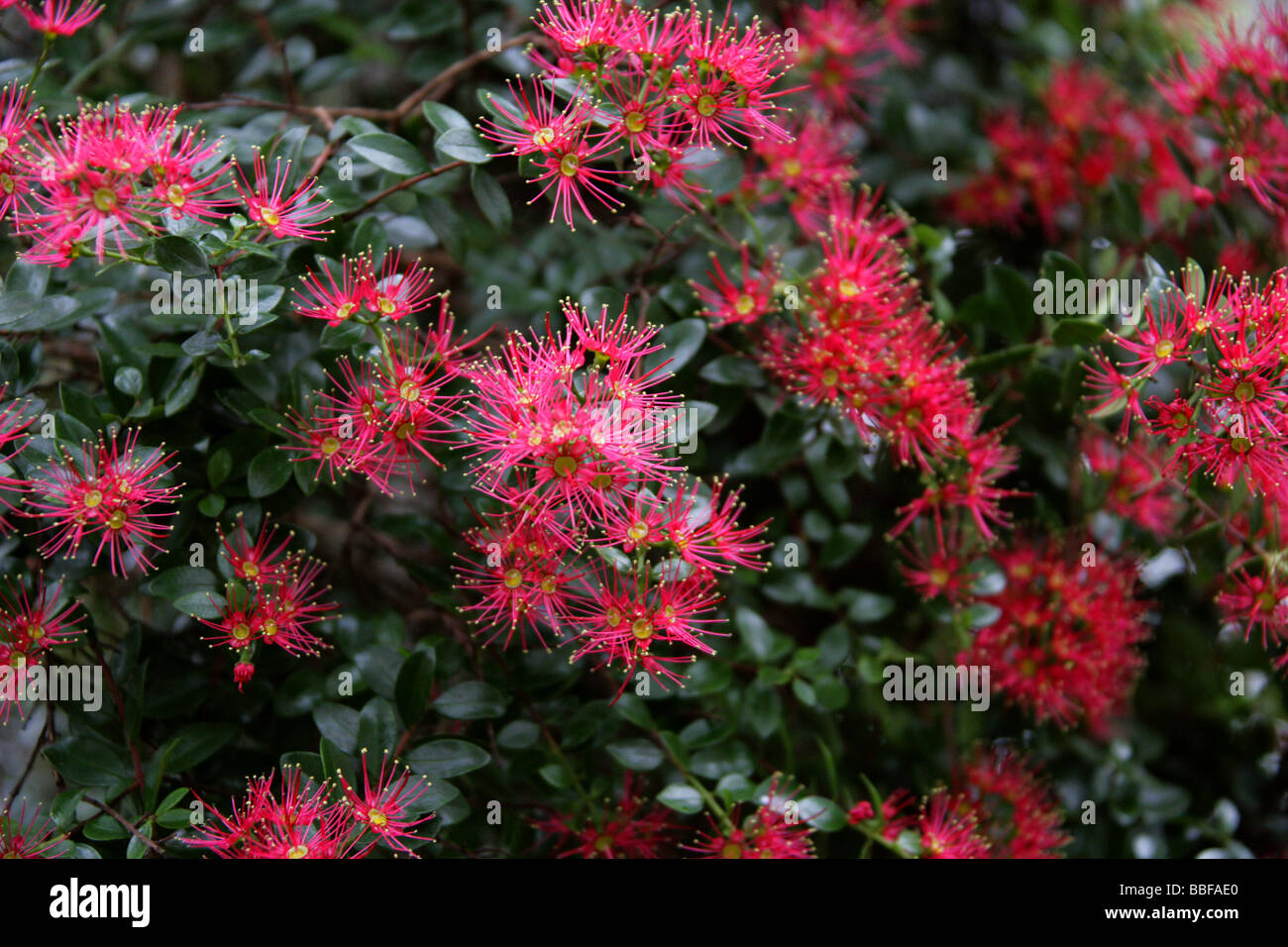 Rata Vine aka Carmine Rata or Crimson Rata, Metrosideros carminea, Myrtaceae. New Zealand Stock Photo