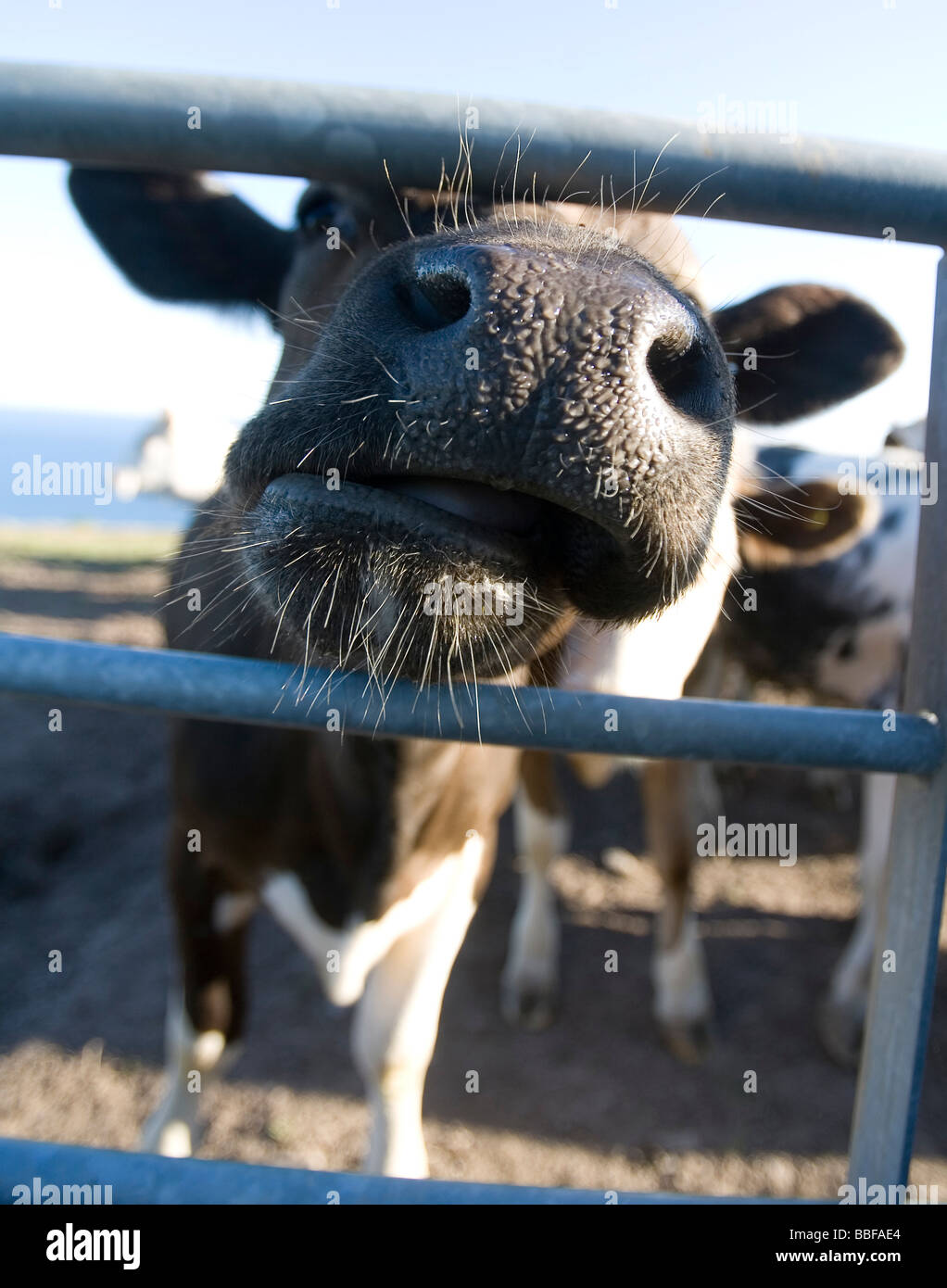 A wet cows nose on a sunny day pokeing through a gate Stock Photo