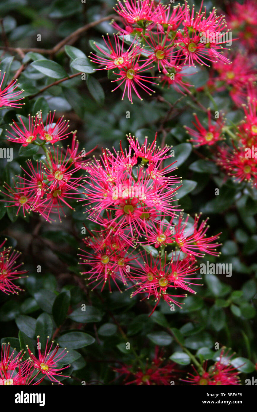 Rata Vine aka Carmine Rata or Crimson Rata, Metrosideros carminea, Myrtaceae. New Zealand Stock Photo