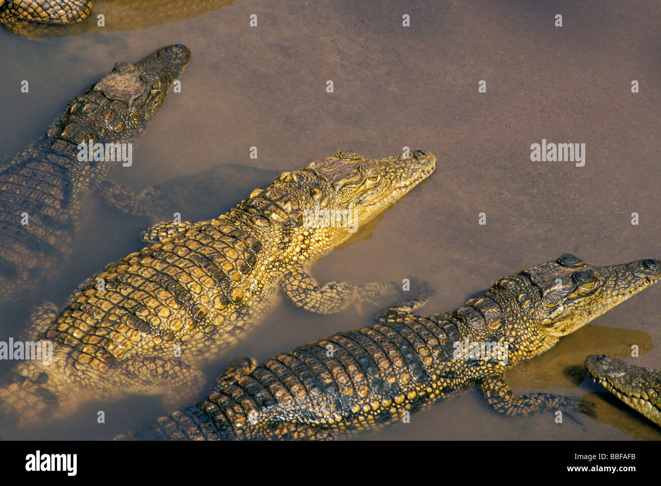 Young Nile crocodiles Crocodylus niloticus at crocodile farm Zimbabwe Stock Photo