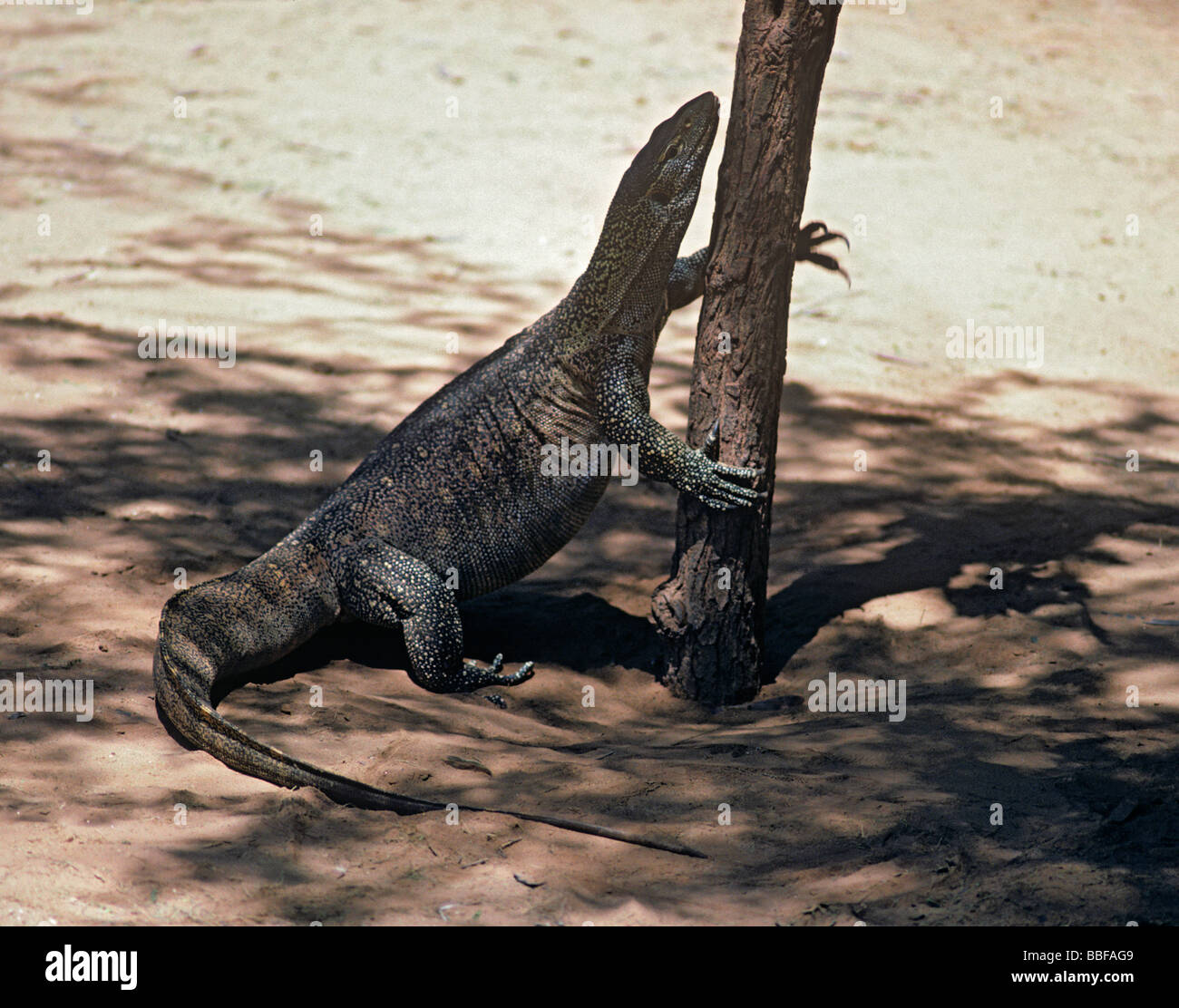 Nile monitor Varanus niloticus climbing up to bait Samburu Kenya Stock