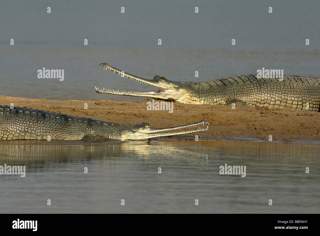 Gharial or gavial in the Chambal River India Stock Photo