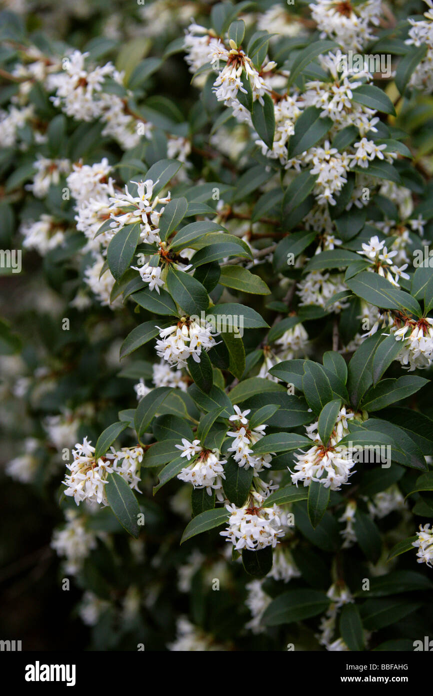 Delavay's Osmanthus, Osmanthus delavayi, Oleaceae, South West China Stock Photo