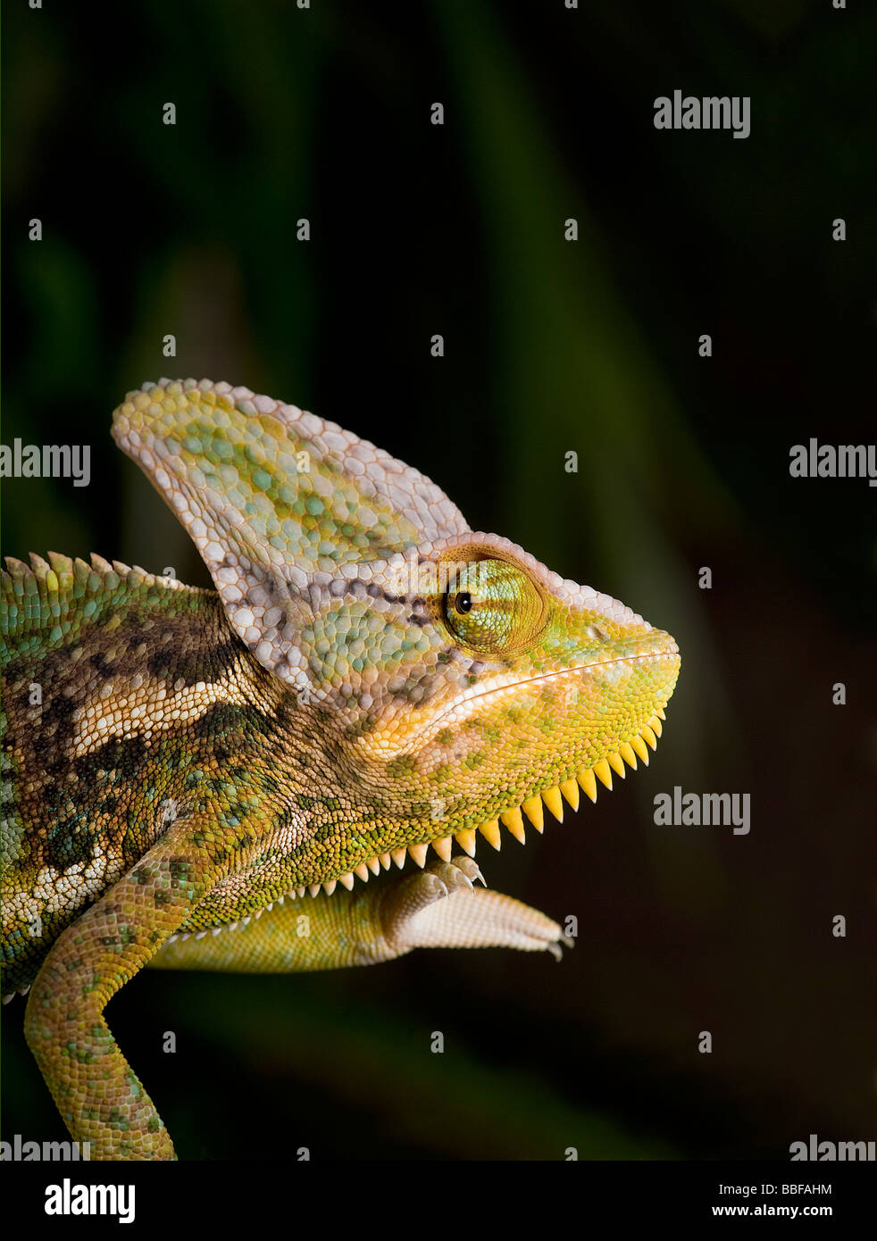 Male veiled or Yemen chameleon Chamaeleo calyptratus has a large casque on head Stock Photo