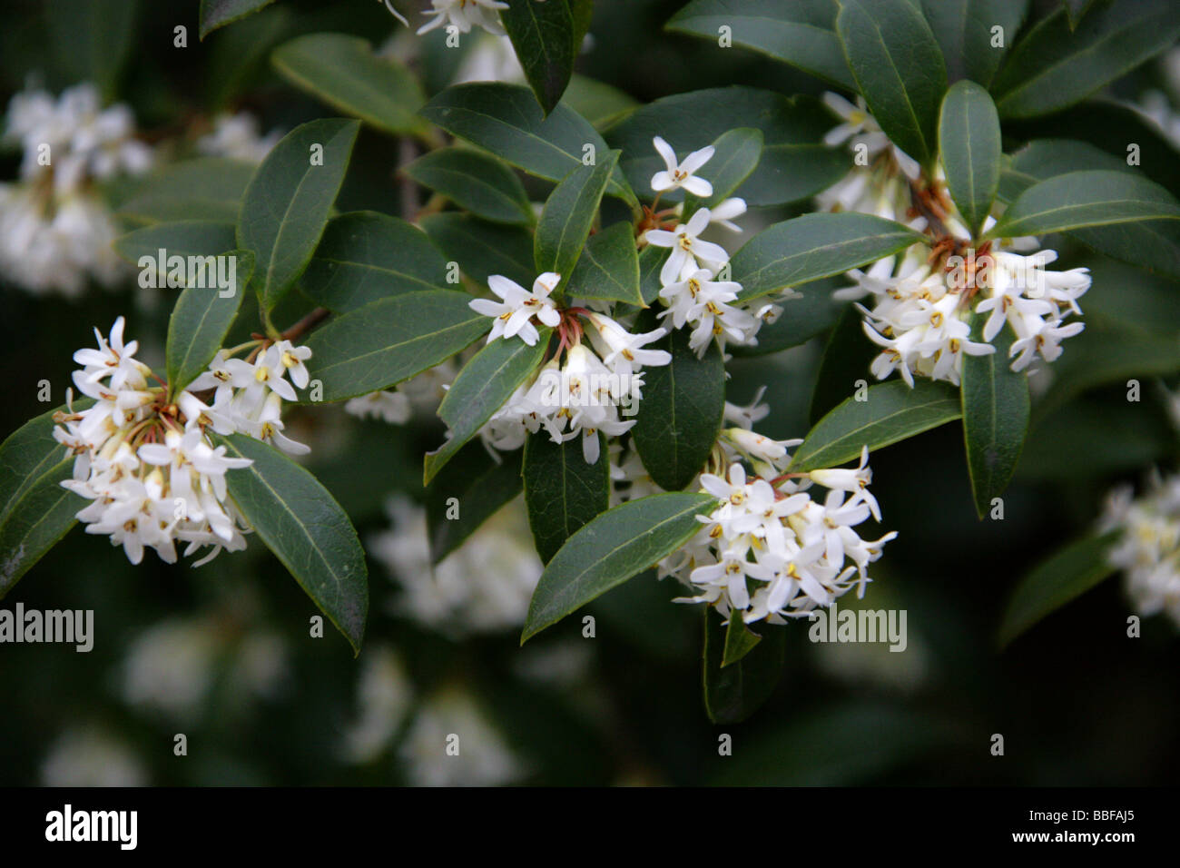 Delavay's Osmanthus, Osmanthus delavayi, Oleaceae, South West China Stock Photo