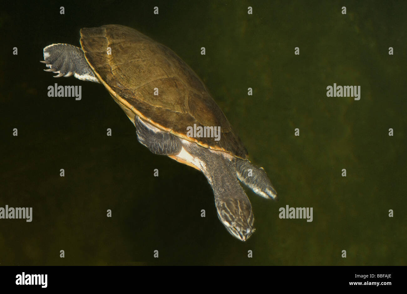 Geoffreys side necked turtle Phrynops geoffroanus has an oval flattened carapace Stock Photo