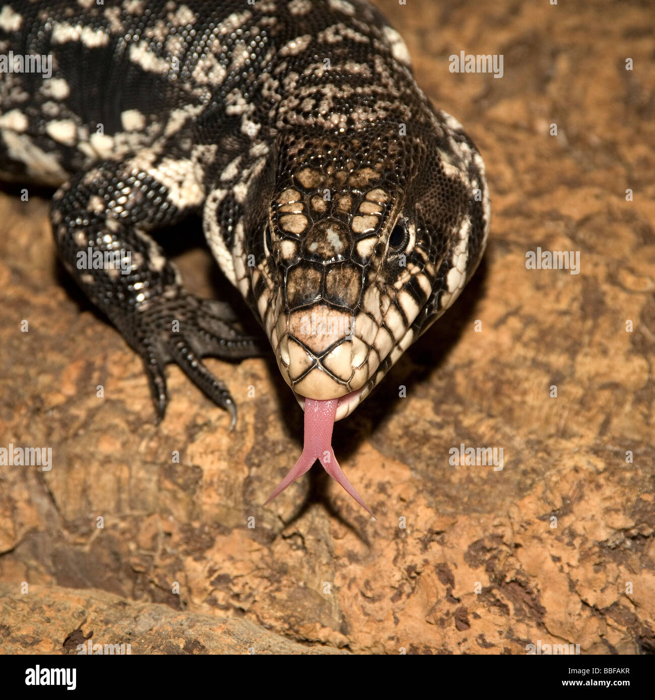 Colombian black and white tegu or common tegu with tongue out, a carnivorous lizard from South America Stock Photo
