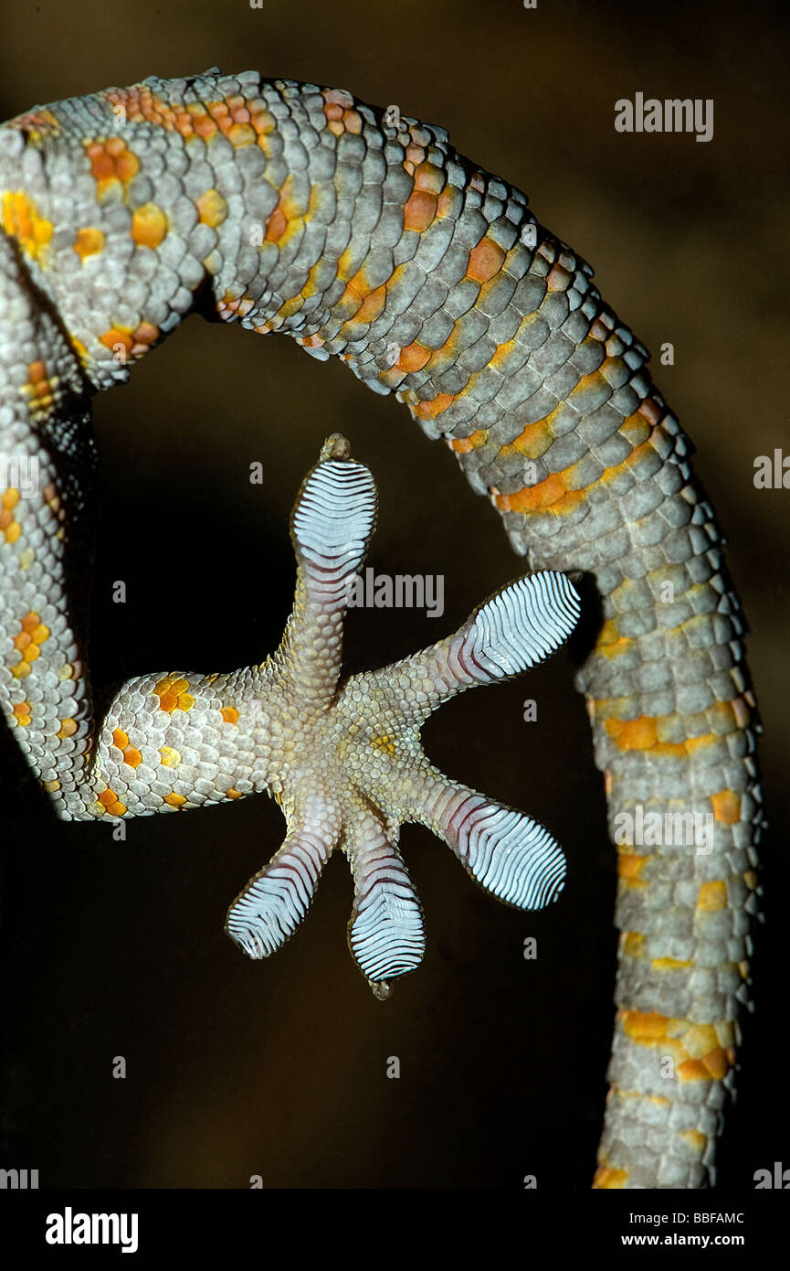 Underside foot of tokay gecko Stock Photo