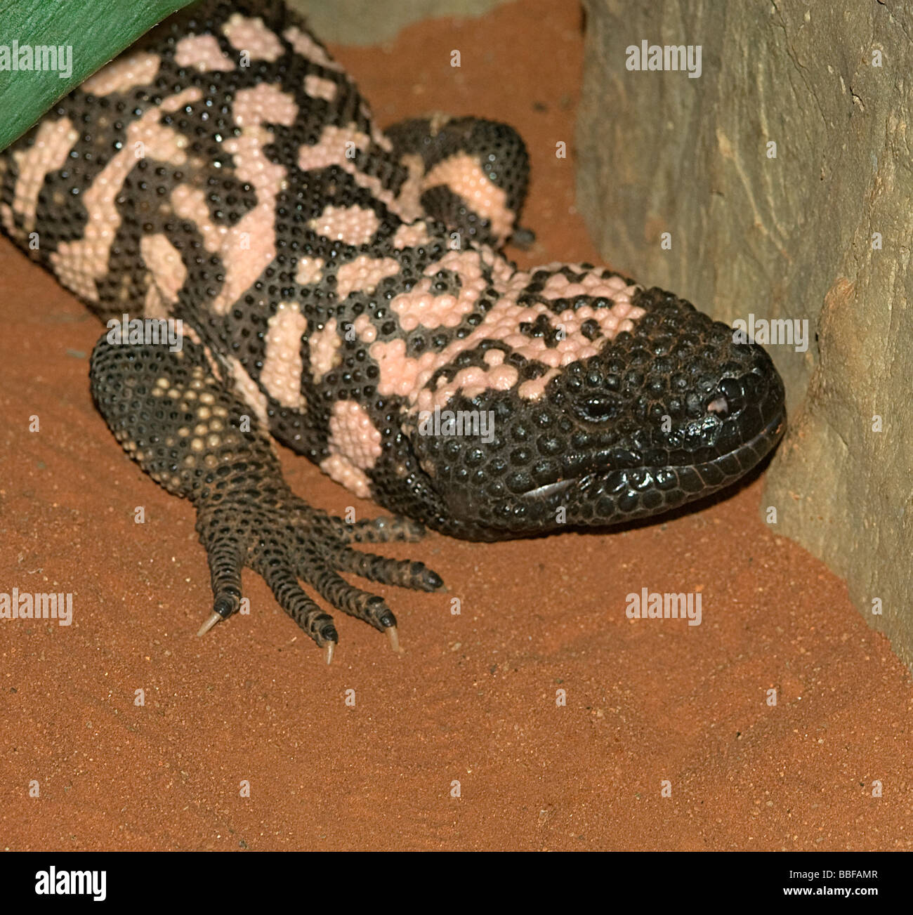 Head of gila monster from USA deserts Stock Photo