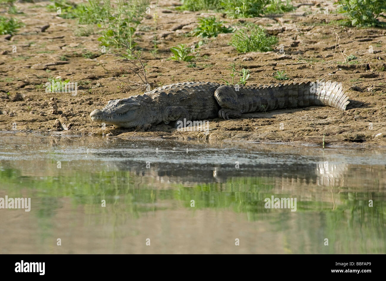 Crocodile basks beside Chambal River India Stock Photo