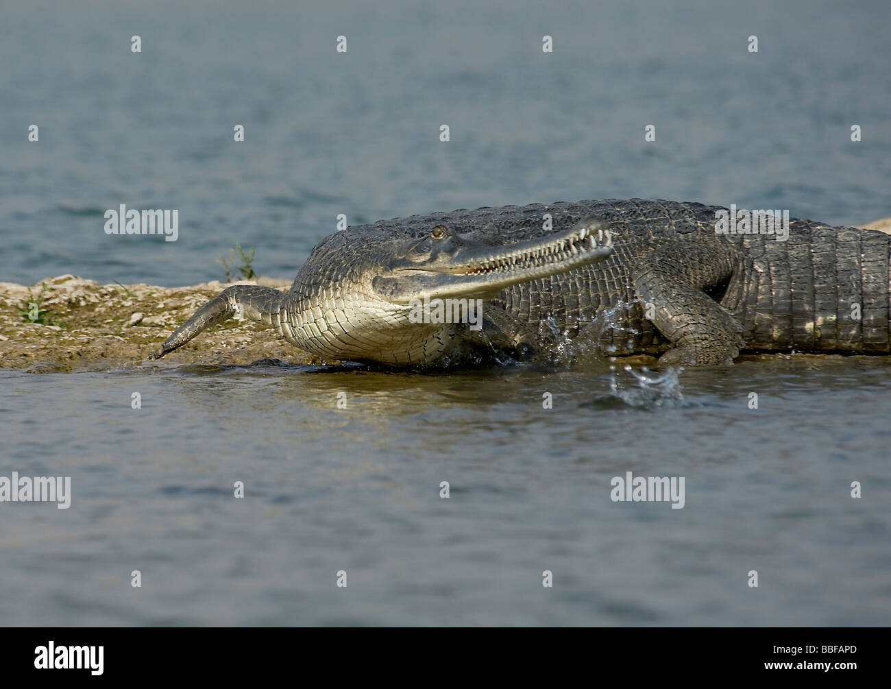 Disturbed gharial reentering Chambal River India Stock Photo